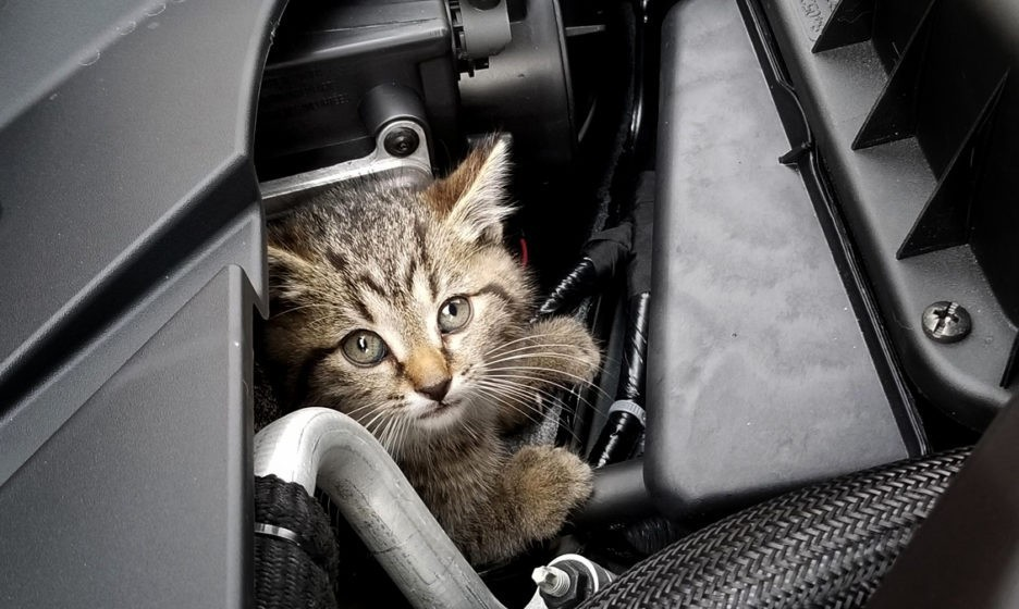 ГИБДД советует проверять машины на наличие котов